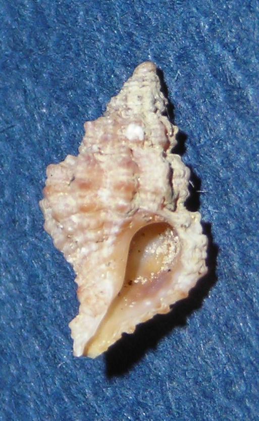 Muricidae